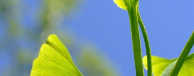 Ginko biloba za spomin in koncentracijo!